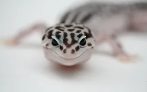 Black-dotted Leopard Gecko Smiling Wallpaper