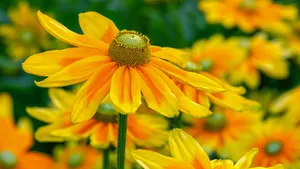Black-eyed Susan Bloom In Yellow Aesthetic Flower Desktop Wallpaper