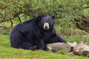 Black Fat Bear Wallpaper