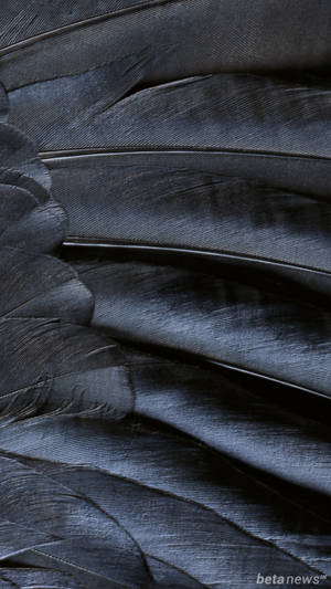 Black Feather Ios 16 Wallpaper