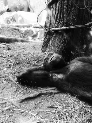 Black Gorilla Iphone Wallpaper