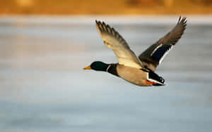 Black Headed Duck For Duck Hunting Desktop Wallpaper