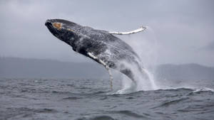 Black Humpback Whale Breaching At Overcast Wallpaper