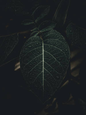 Black Iphone Foliage Wallpaper