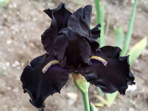 Black Iris Flower Wallpaper