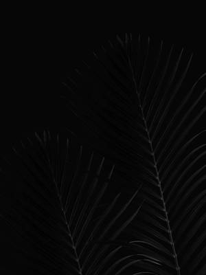 Black Marble 4k Leaves Wallpaper