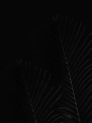 Black Marble 4k Leaves Wallpaper