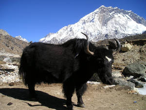 Black Mongolian Ox Wallpaper