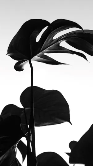Black Monstera Leaves Wallpaper