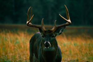 Black Moose On Grass Deer Hunting Wallpaper