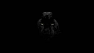 Black Panther Animal Dark Wallpaper