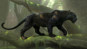 Black Panther Animal Fierce Wallpaper