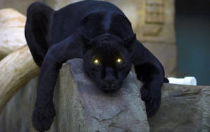 Black Panther Animal Glowing Eyes Wallpaper