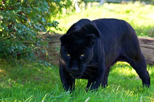 Black Panther Animal Hunt Day Wallpaper