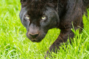 Black Panther Animal Hunting Wallpaper