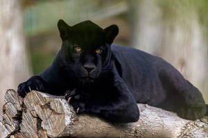 Black Panther Animal Relaxing Wallpaper
