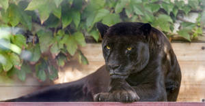 Black Panther Animal Sits Pretty Wallpaper