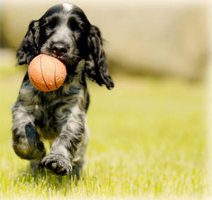 Black Pet Dog With Ball Wallpaper