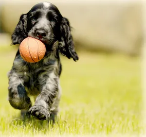 Black Pet Dog With Ball Wallpaper