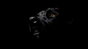 Black Pit Bull Looking Up Wallpaper