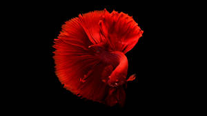 Black Red 4k Betta Fish Wallpaper