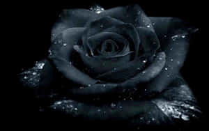 Black Rose Up Close Aesthetic Wallpaper
