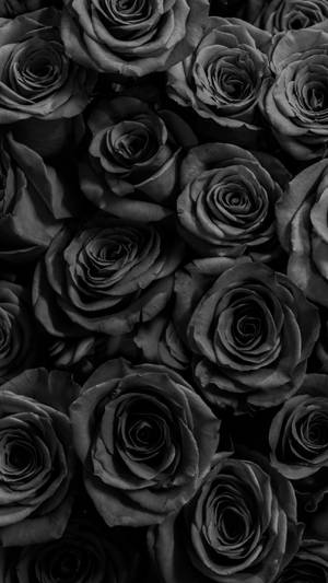 Black Roses Cute Dark Girly Wallpaper