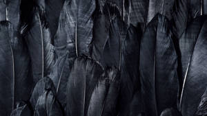 Black Screen 4k With Feathers Wallpaper