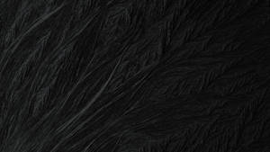 Black Texture Dark Fur Wallpaper