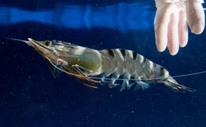 Black Tiger Prawn Underwater Wallpaper