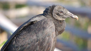 Black Vulture Everglades National Park Wallpaper