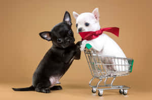 Black & White Baby Chihuahua Dog Couple Wallpaper