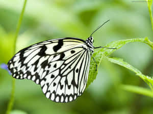 Black White Patterned Butterflyon Leaf.jpg Wallpaper