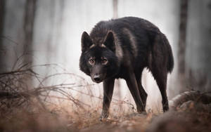 Black Wolf In The Wild Wallpaper