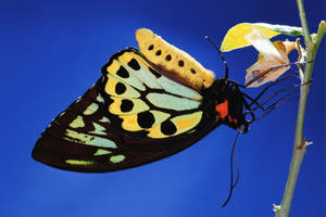 Black Yellow Butterfly Cocoon Wallpaper