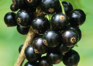 Blackcurrant In Close-up Wallpaper