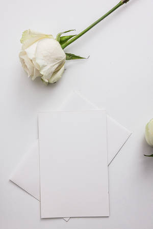 Blank Cards And Rose Wallpaper