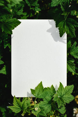 Blank Paper Foliage Wallpaper