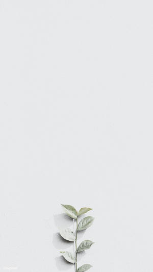 Blank White Wall With Painted Plant Wallpaper