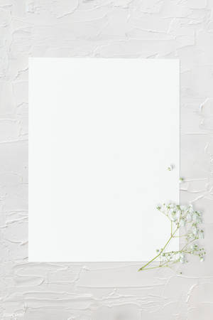Blank White With Frame And White Flowers Wallpaper