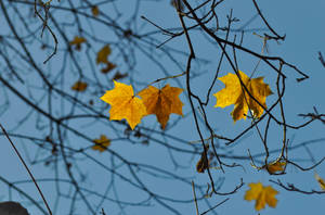 Blanket Of Autumn Leaves On A Crisp November Day In Beautiful Blues And Yellows Wallpaper