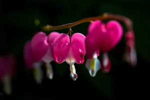 Bleeding Hearts By Sarah Mccarthy Wallpaper