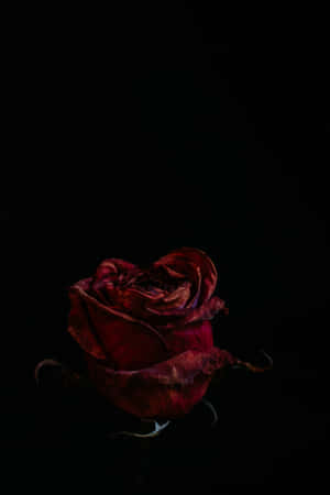 Blood Aesthetic Red Rose Black Background Wallpaper