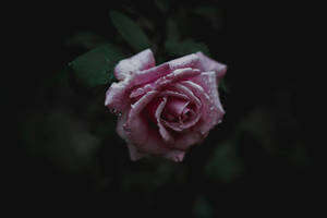 Bloom Pink Rose Hd Wallpaper