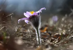 Blooming Anemone Flower Wallpaper