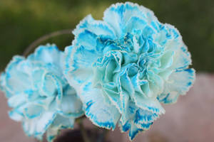 Blooming Blue Carnations Wallpaper