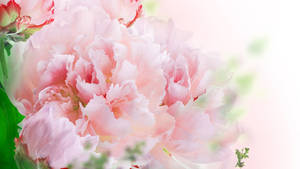 Blooming Blush Carnations Wallpaper