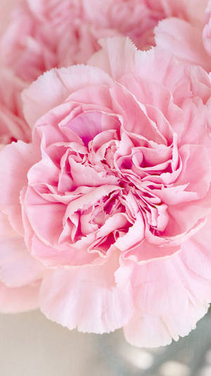 Blooming Cute Pink Flower Wallpaper
