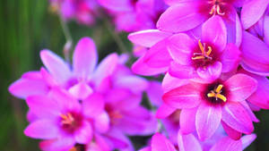 Blooming Hot Pink Flower Wallpaper