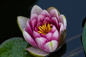Blooming Lotus Flower Wallpaper